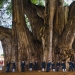 What does the Thule tree look like, an ancient cypress in Mexico with the world's thickest trunk