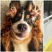 What fools: 20+ funny photos of dogs for the mood