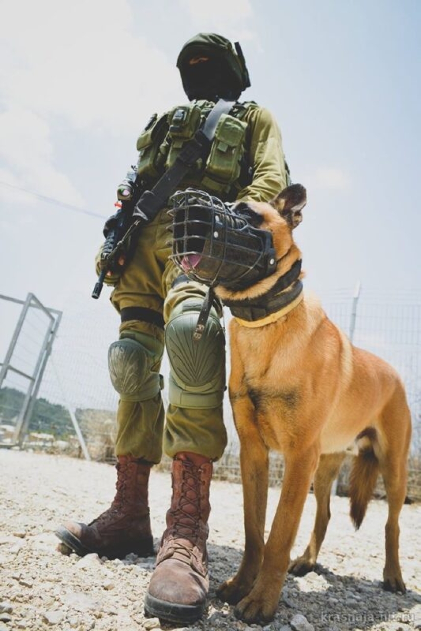 What is an "Oenothera" or How dogs serve in the Israeli army