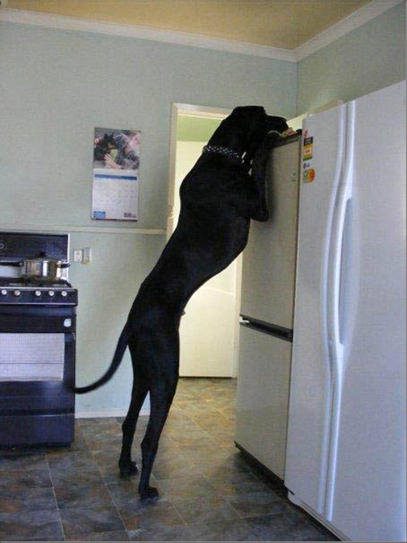 What is the dog doing when the owners are not at home