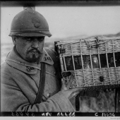 What role did pigeons play in the First World War and what does double-decker buses have to do with it
