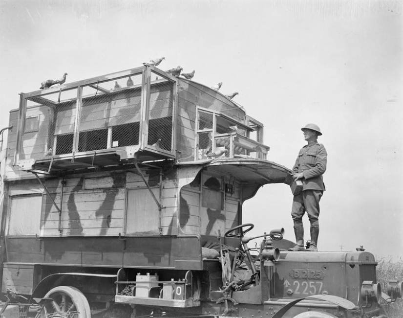 What role did pigeons play in the First World War and what does double-decker buses have to do with it