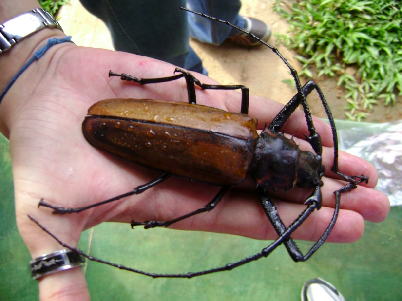 What the Titan woodcutter, the world's largest beetle, looks like