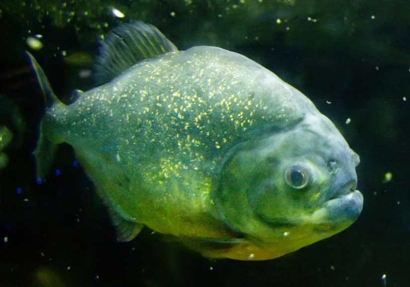 What you need to Know about piranhas: Truth and Fiction