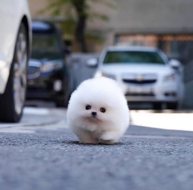 When mimicry rolls over: Pomeranian Snowball