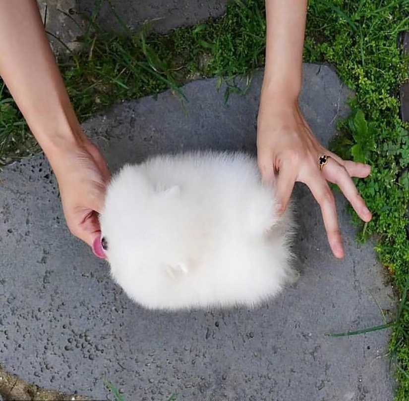 When mimicry rolls over: Pomeranian Snowball