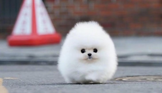 When mimicry rolls over: Pomeranian Snowball