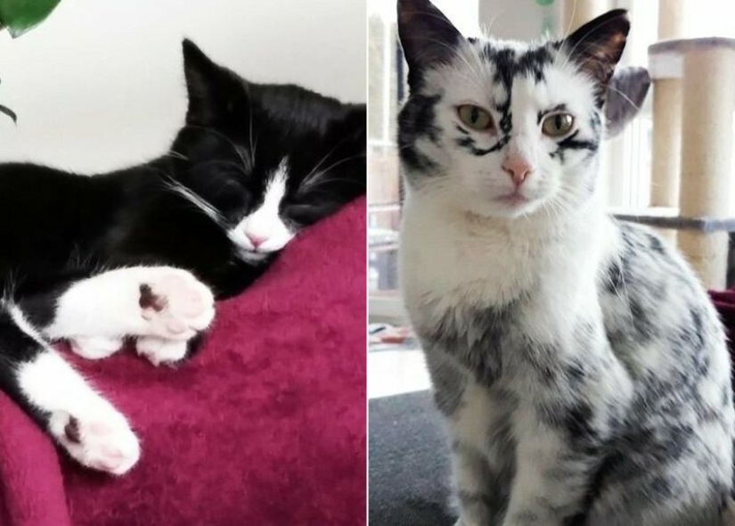 When vitiligo is beautiful: what does a cat with a pigmentation disorder look like?