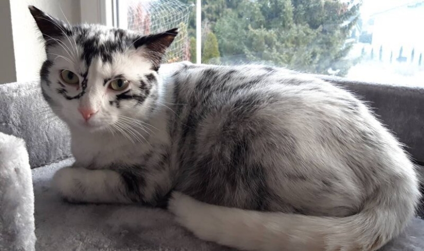 When vitiligo is beautiful: what does a cat with a pigmentation disorder look like?
