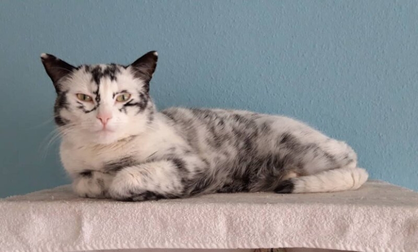 When vitiligo is beautiful: what does a cat with a pigmentation disorder look like?