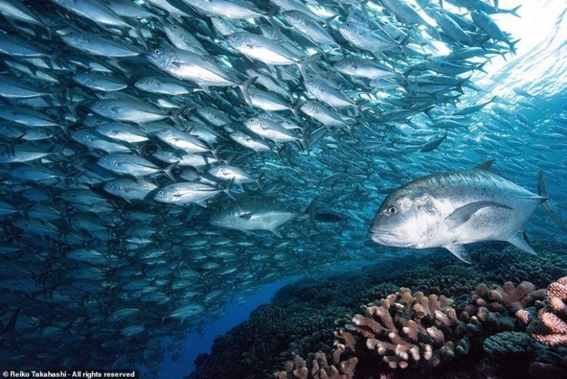 Which of these photos will be the best? Works from the Smithsonian Photo Contest 2018