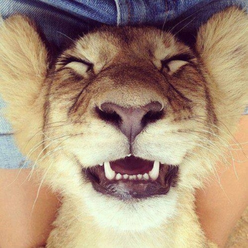 Who said that animals can't smile?