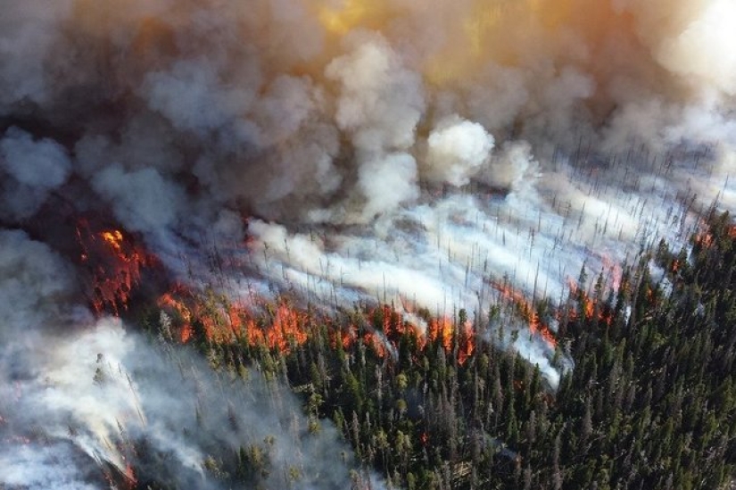 Why are forests burning? Experts named the reason for the deterioration of the fire situation on the planet