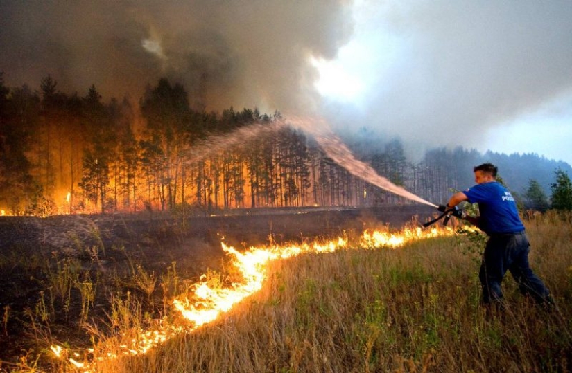 Why are forests burning? Experts named the reason for the deterioration of the fire situation on the planet