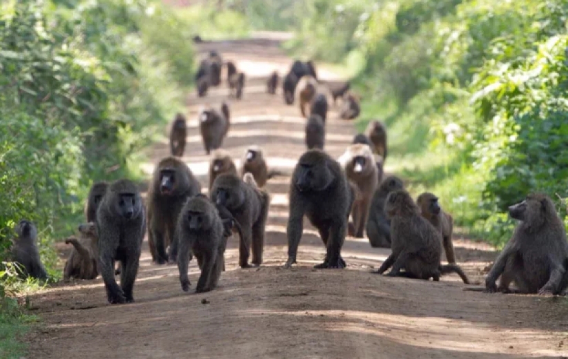 Why baboons steal little cubs