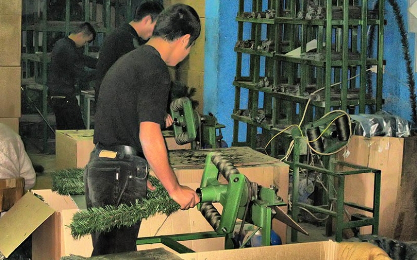 Why buying a live Christmas tree is more useful for the environment