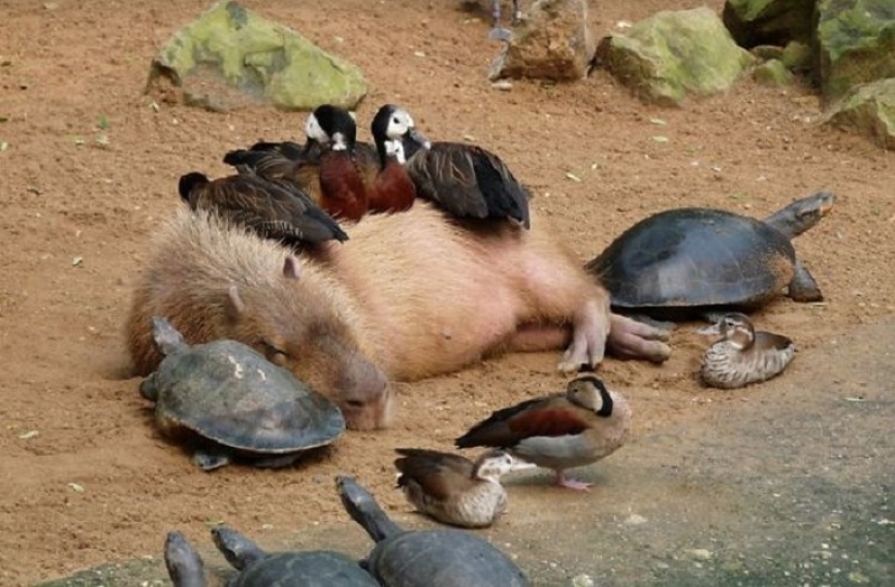 Why do all animals love capybaras