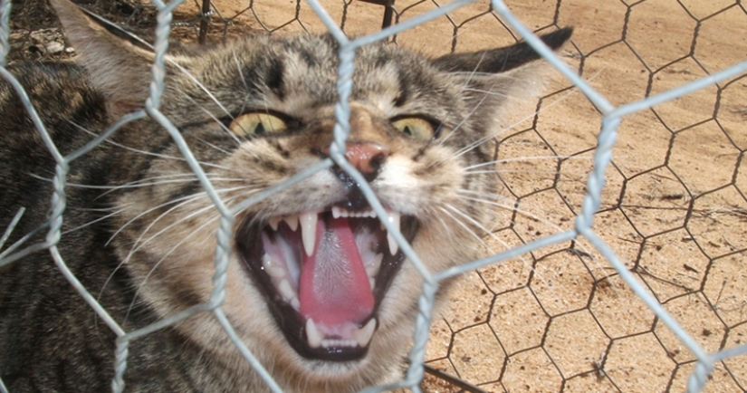 Why do Australians need a "great wall" against cats