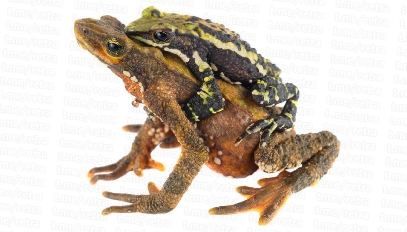 Why do male harlequin toads sit on the necks of their chosen ones for six months