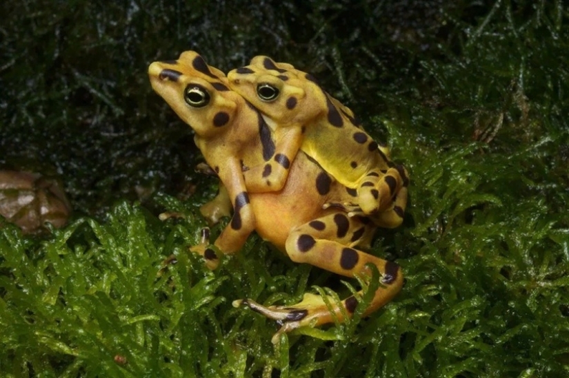Why do male harlequin toads sit on the necks of their chosen ones for six months