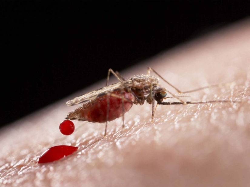 Why do mosquitoes choose you? 10 Victim Selection Factors