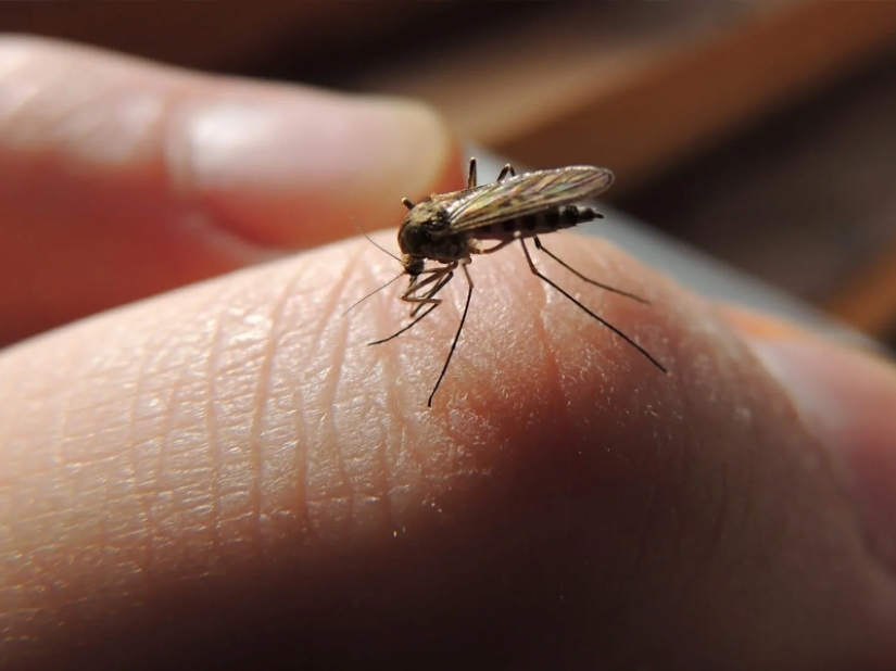 Why do mosquitoes choose you? 10 Victim Selection Factors
