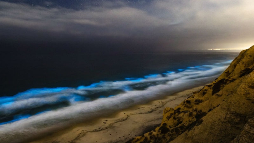 Why do the waters of the California coast turn red during the day and are illuminated with blue light at night
