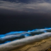 Why do the waters of the California coast turn red during the day and are illuminated with blue light at night