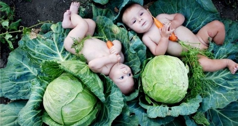 why-do-they-say-that-children-are-found-in-cabbage-pictolic