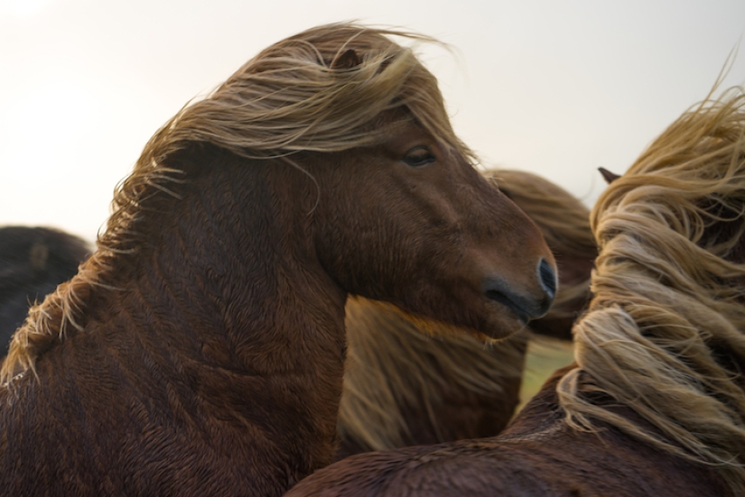 Why does this artist like to run with horses in the fields in what the mother gave birth to