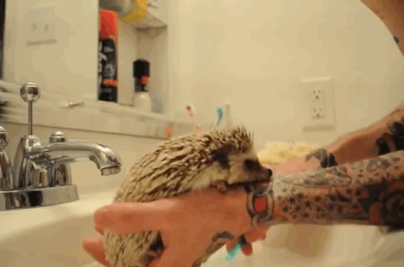 Why hedgehogs are better than cats