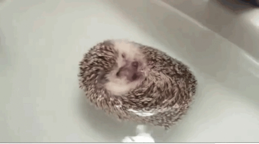 Why hedgehogs are better than cats