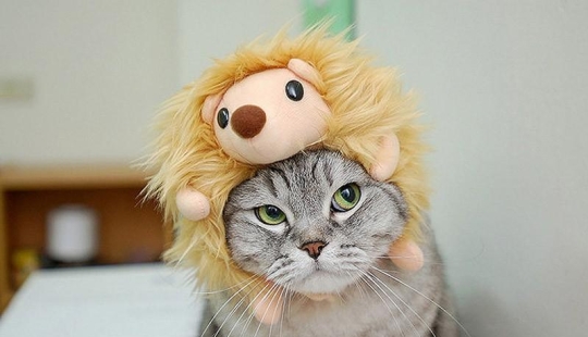 Why hedgehogs are better than cats