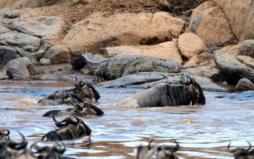 Why is Africa the Mara river annually kills thousands of animals