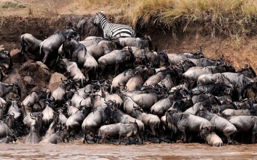 Why is Africa the Mara river annually kills thousands of animals