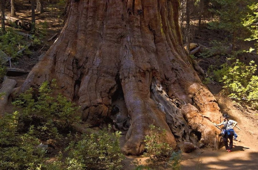 Why no one has seen how the tallest centenarians — sequoias - die