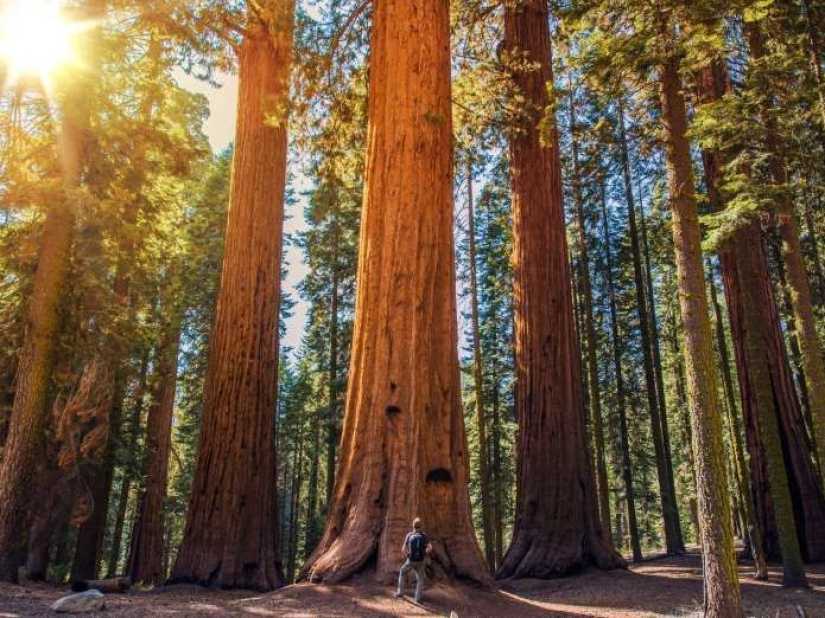 Why no one has seen how the tallest centenarians — sequoias - die