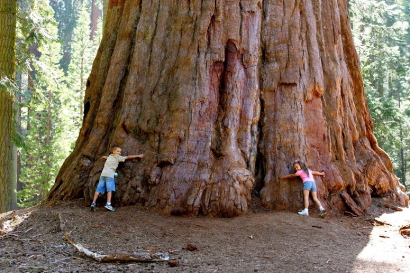 Why no one has seen how the tallest centenarians — sequoias - die