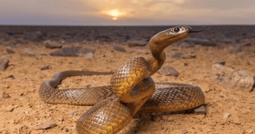 Why the most venomous snake on the planet has never killed anyone