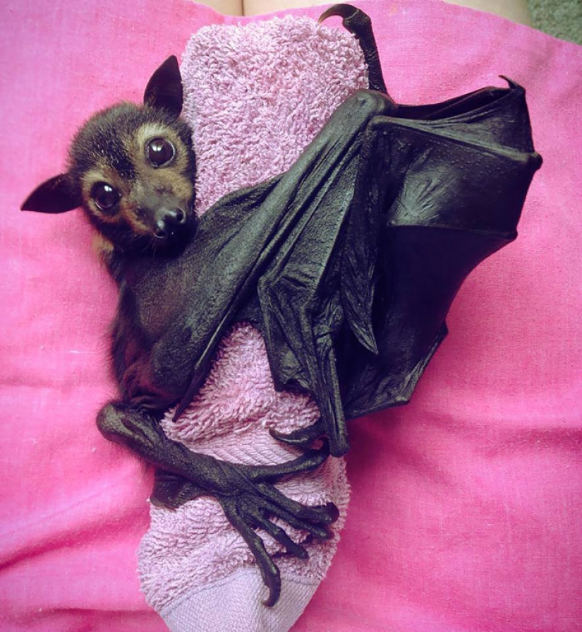 Why we are no longer afraid of bats