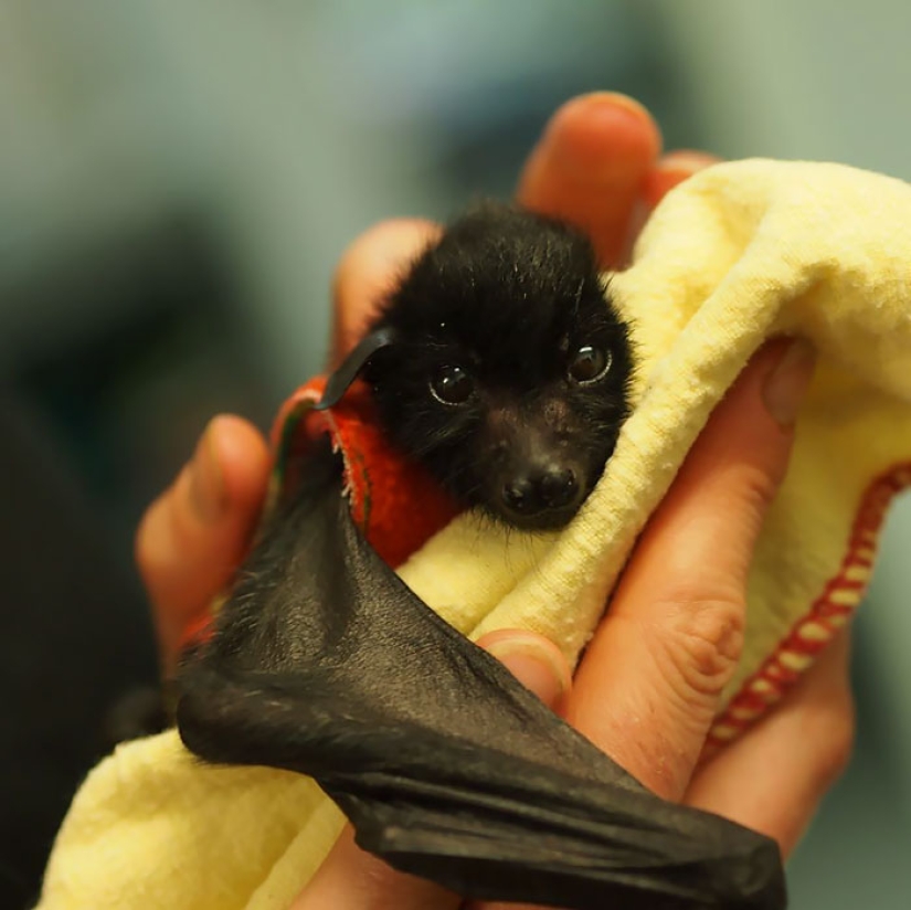 Why we are no longer afraid of bats