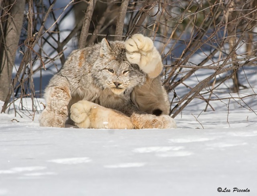 Wild cats you might not know about