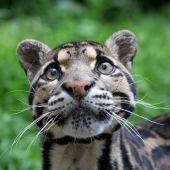 Wild cats you might not know about