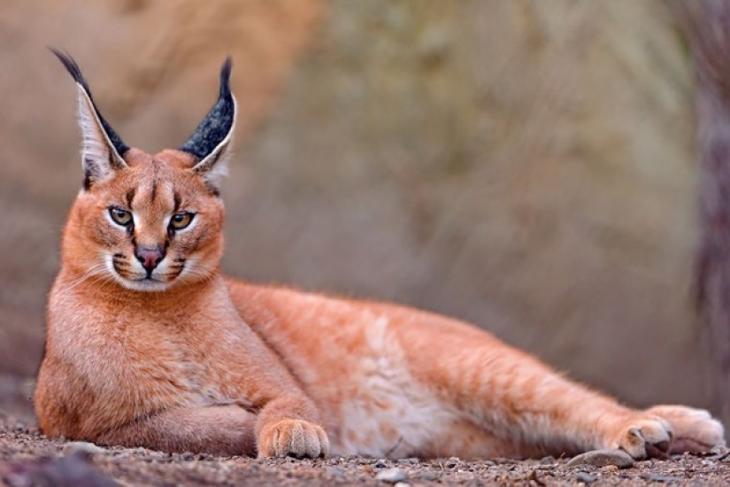 Wild cats you might not know about