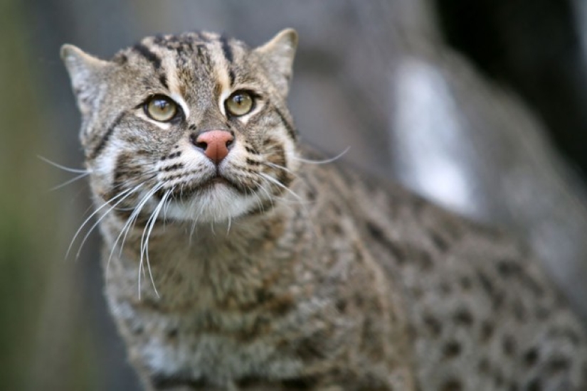 Wild cats you might not know about