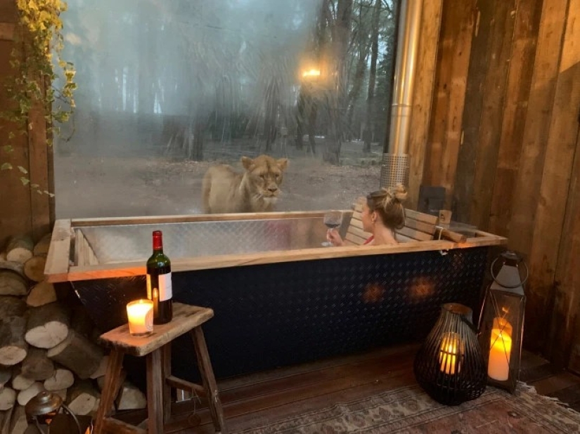 Wild night: a stunning hotel has opened in Kent, where you can relax next door to the lions