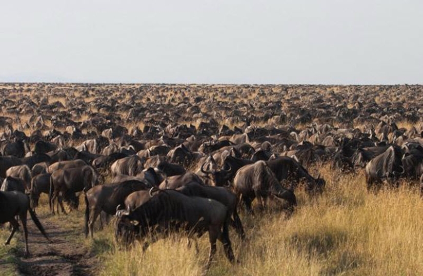 Wildebeest migration — a leap of fate