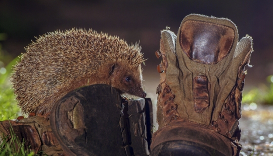 Wildlife life in a big city