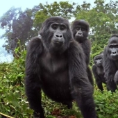 Will mountain gorillas accept a small robot into their pack?