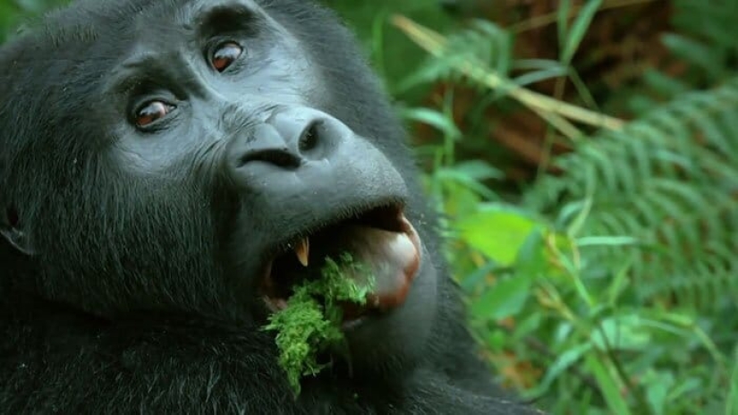 Will mountain gorillas accept a small robot into their pack?